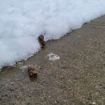 Frozen turds saying bonjour as the ice melts during a New Westminster spring.