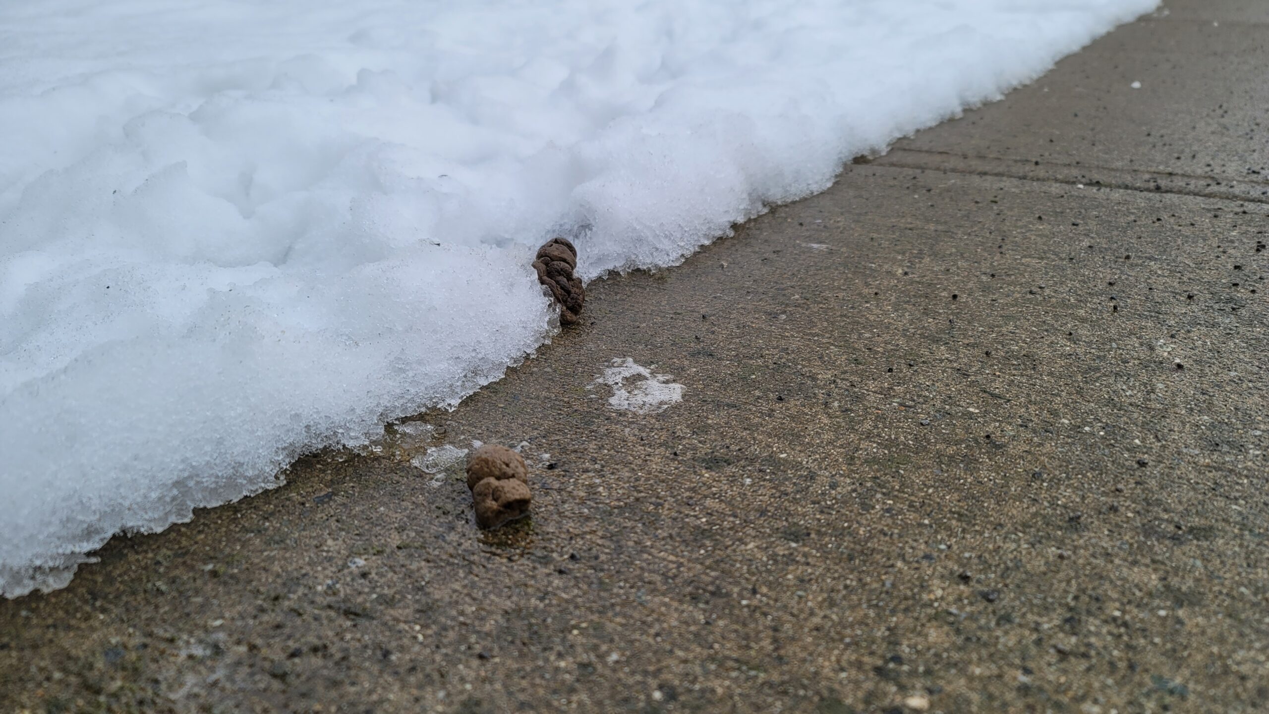 Frozen turds saying bonjour as the ice melts during a New Westminster spring.