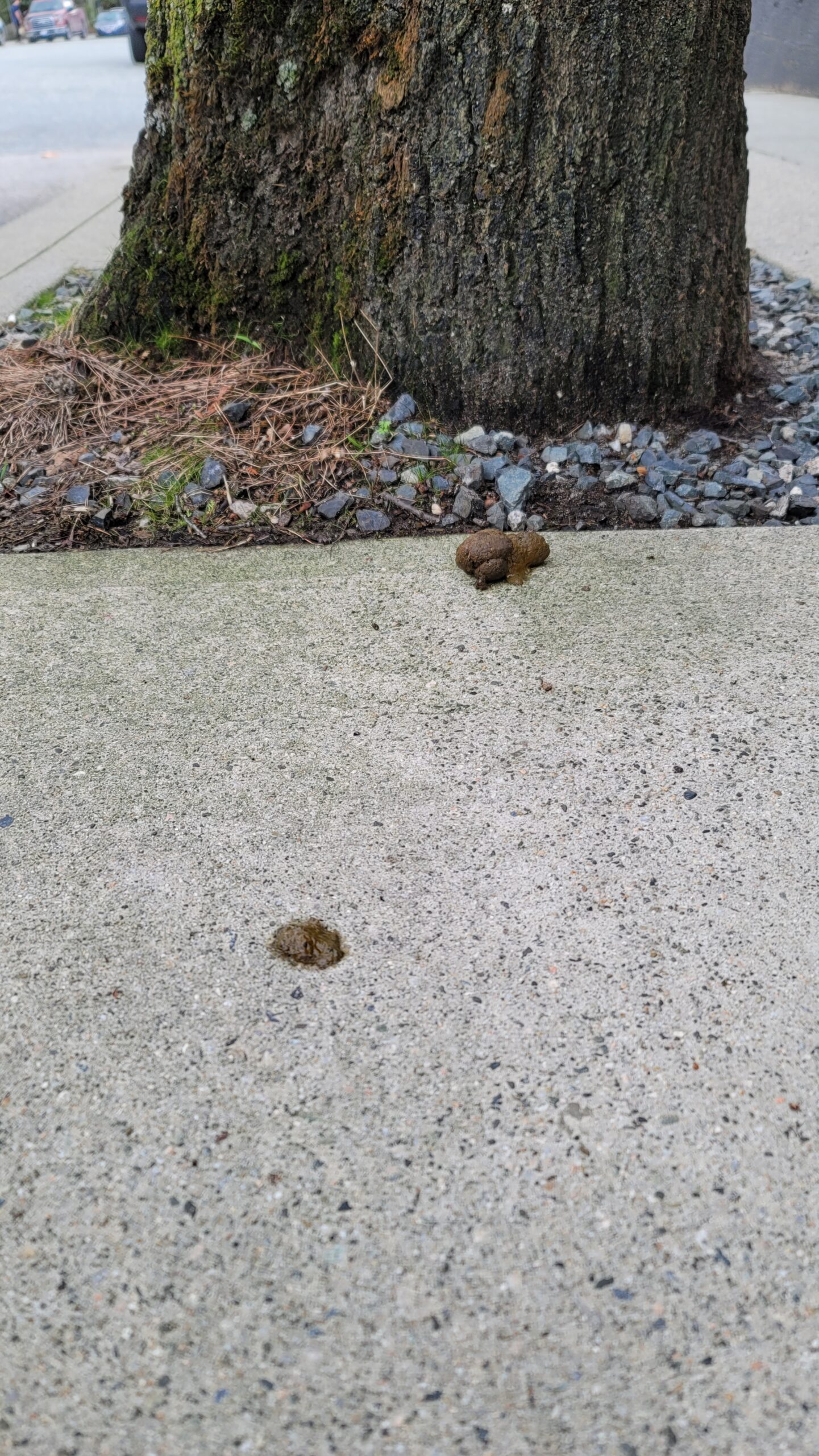 A parent turd looks on from the edge of the sidewalk as an offspring lies flattened and smerged by foot-traffic.