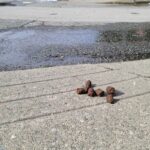 A family of dog turds waits to cross the street on a crisp spring afternoon, with snowbergs and hoseyboi nodes in the background.