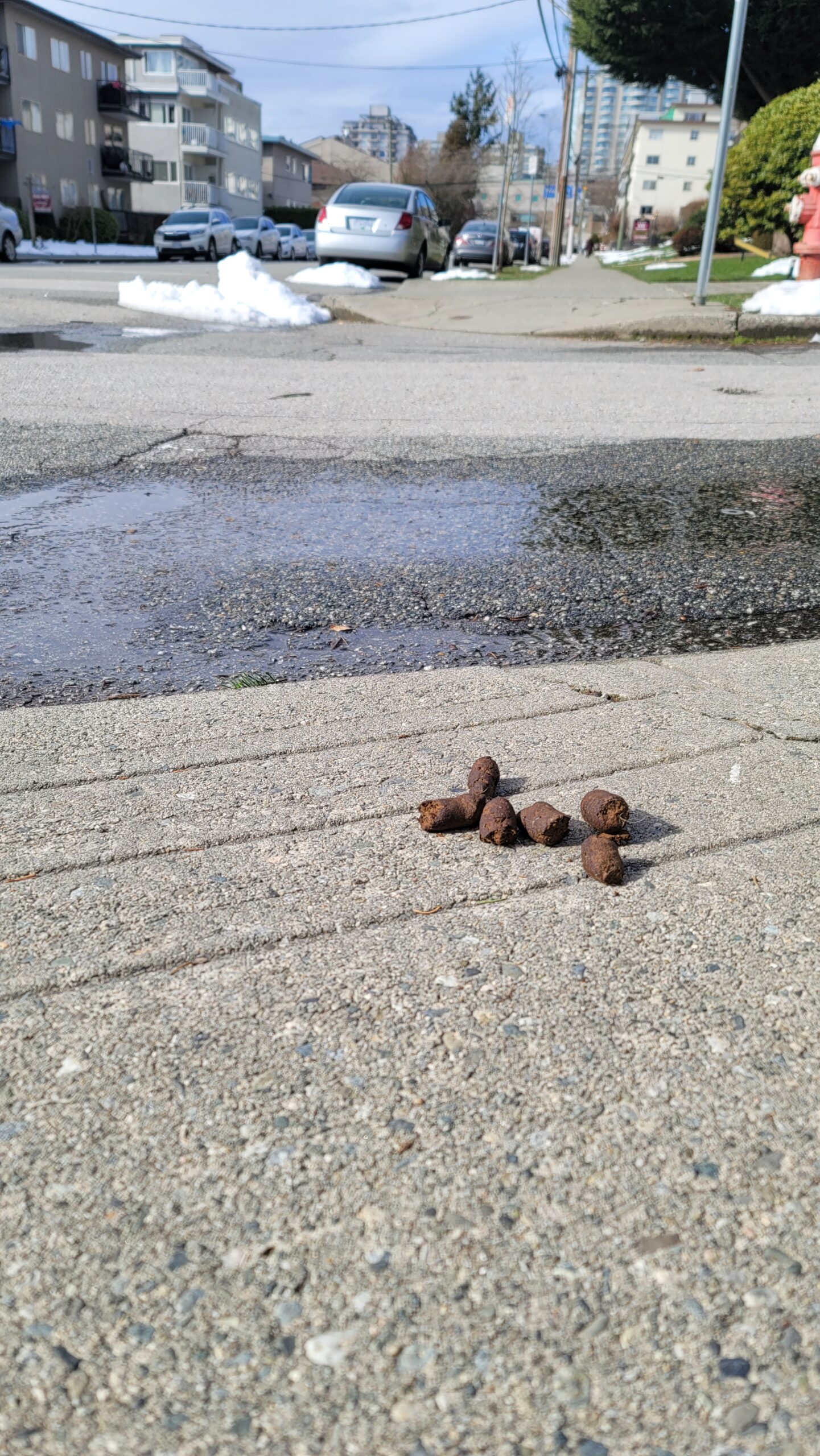 A family of dog turds waits to cross the street on a crisp spring afternoon, with snowbergs and hoseyboi nodes in the background.
