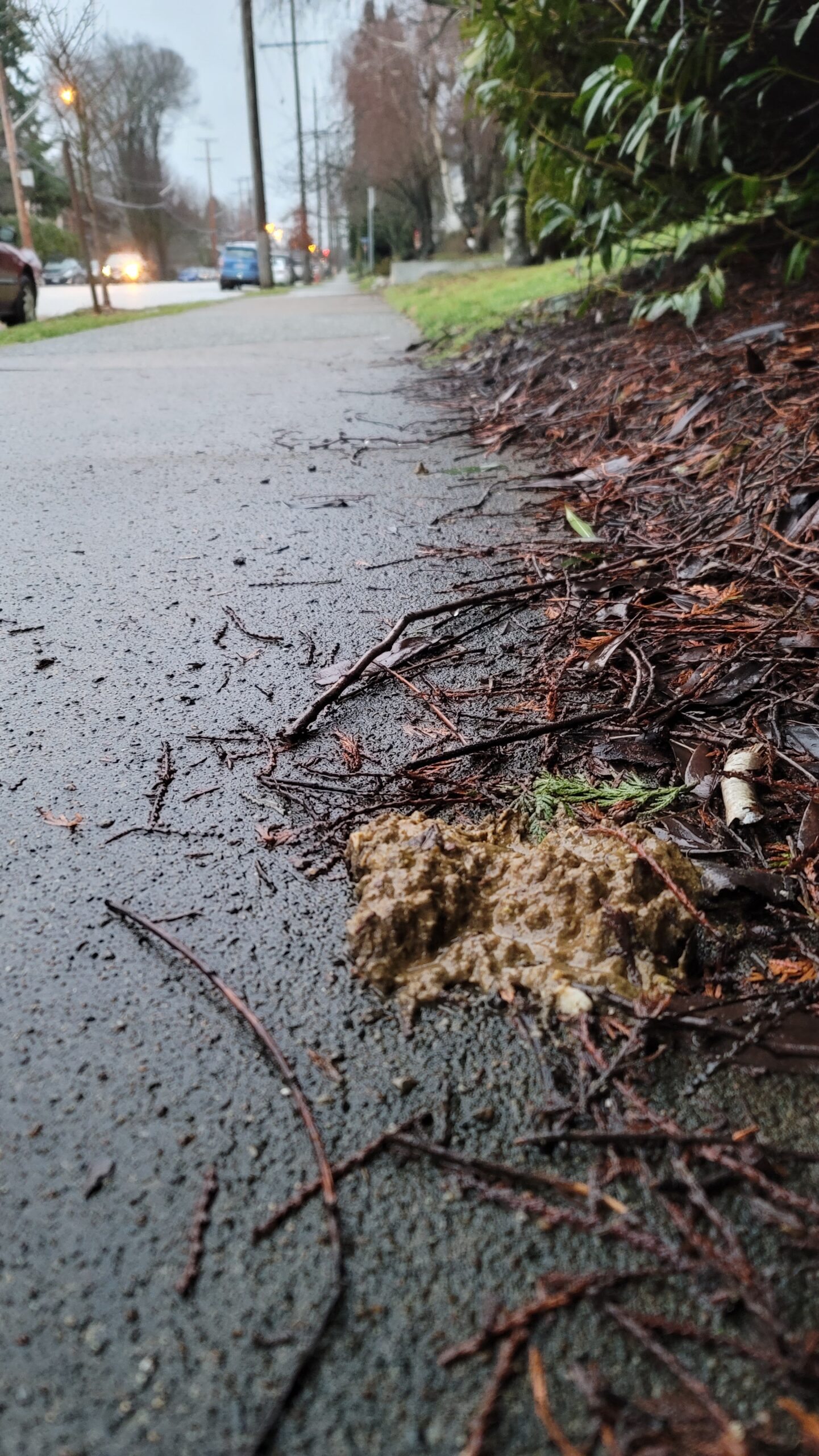 A sloppy dog-pile, degraded by rain, sits on the sidewalk along a busy street.