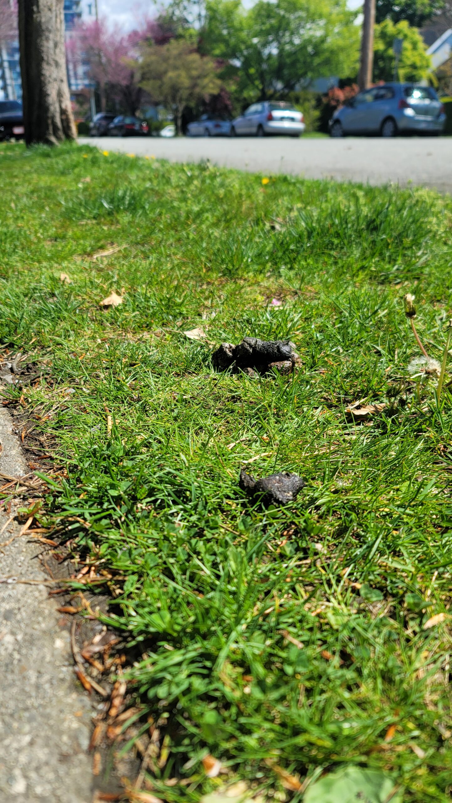 Desiccated nuggets rest on the boulevard, soaking up the sun.