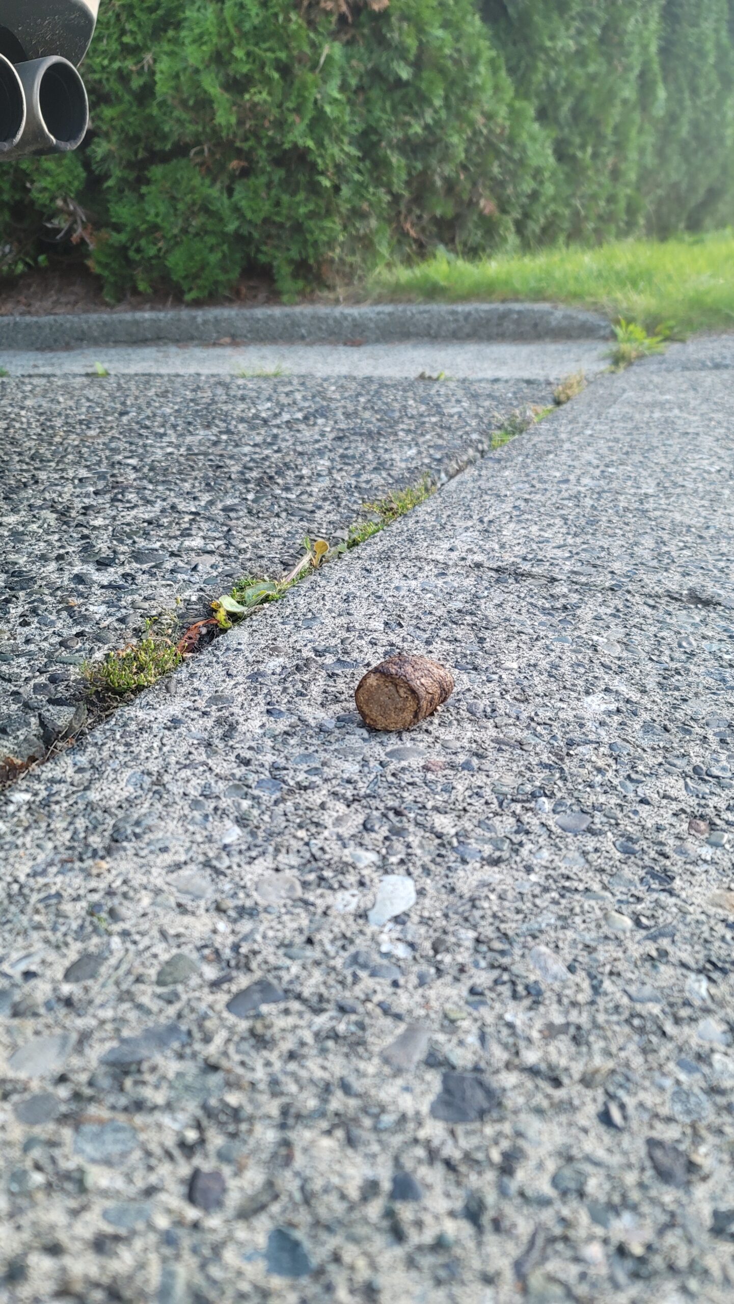 A cigar-like segment of dog turd resting on the edge of the road up by the curb.