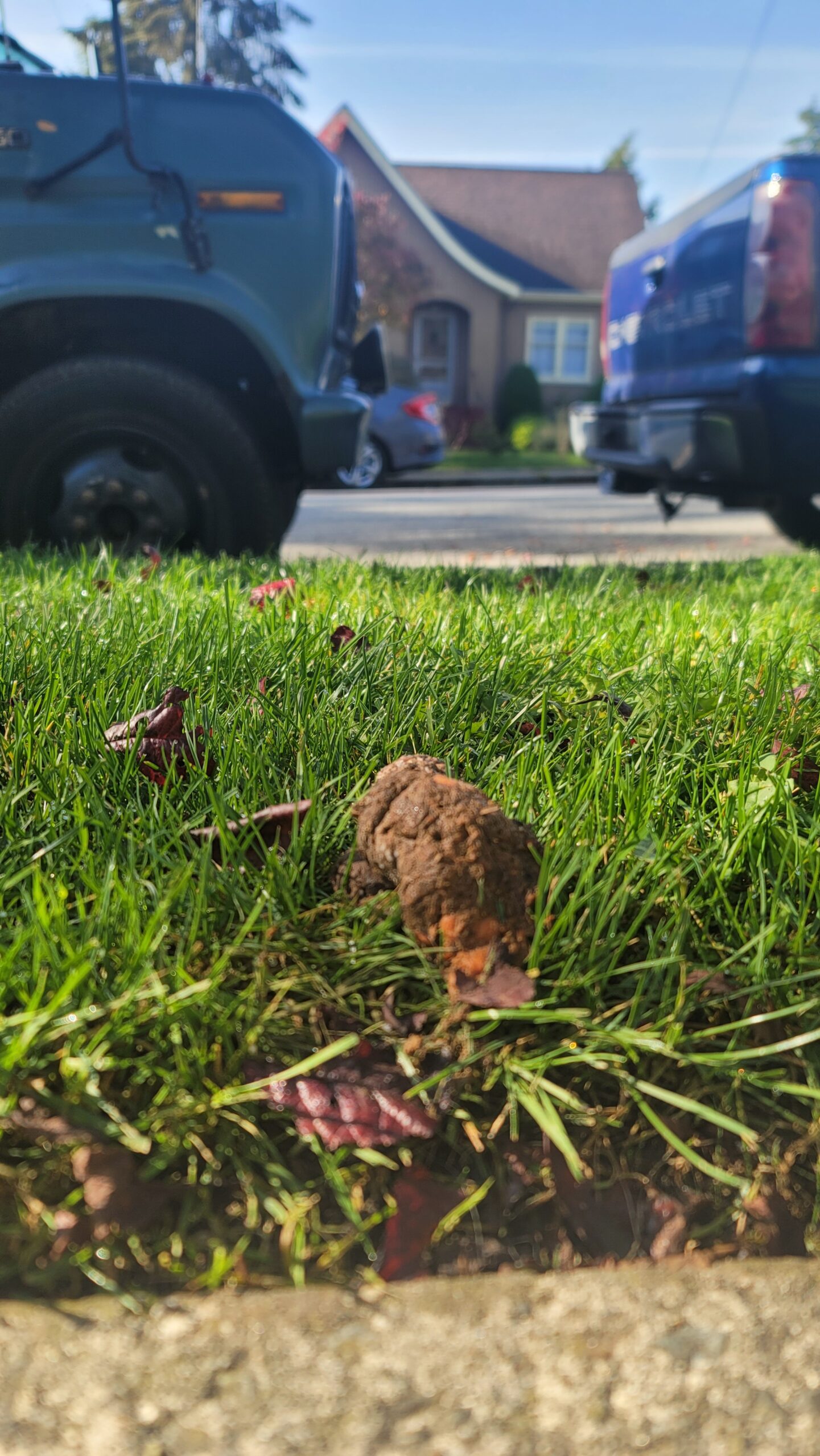 A disturbingly orange-tinged dog turd resting on the grass, just off a residential street.