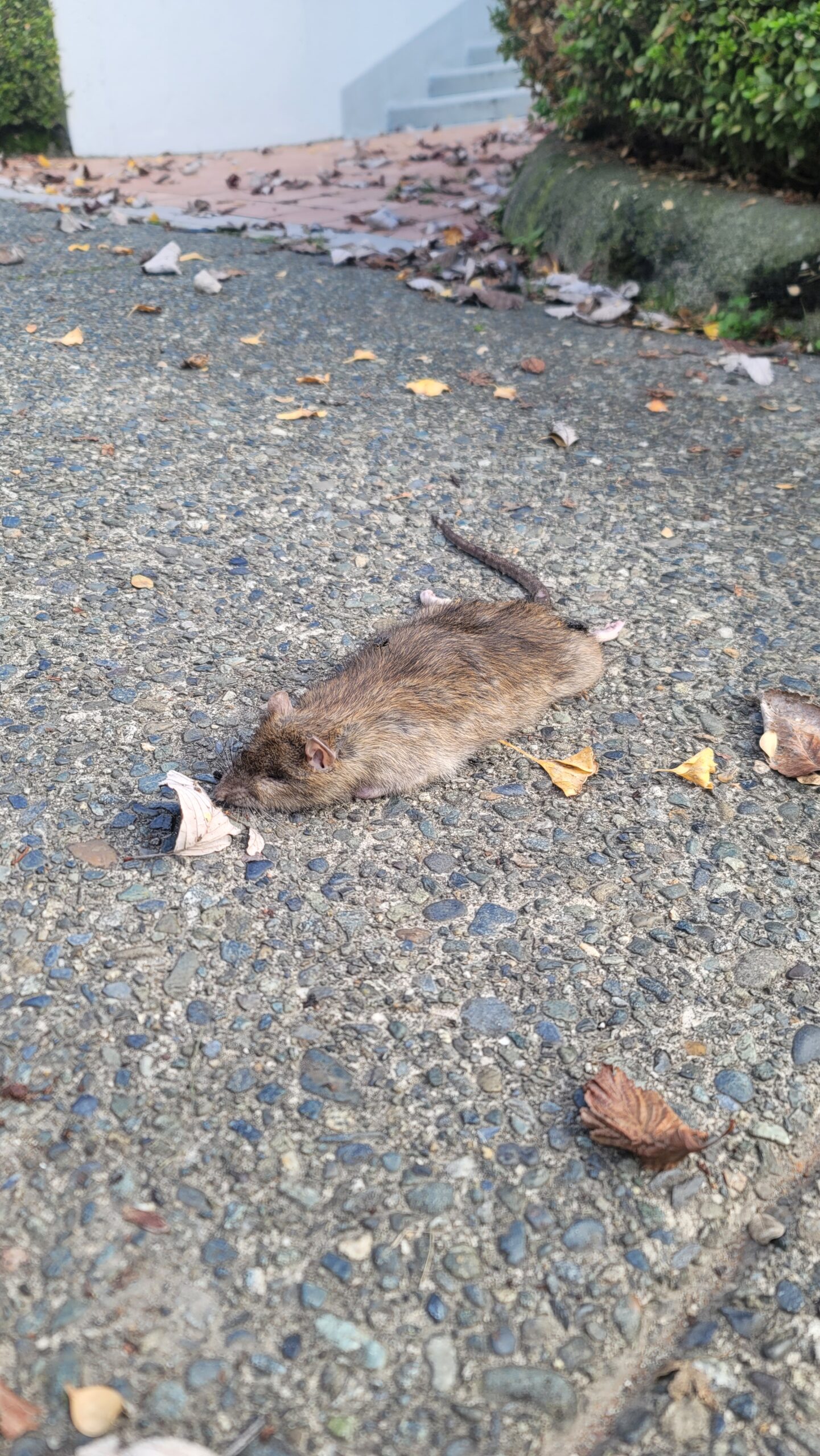 An exhausted rat lies next to some plant detritus on a sidewalk in the middle of the day.