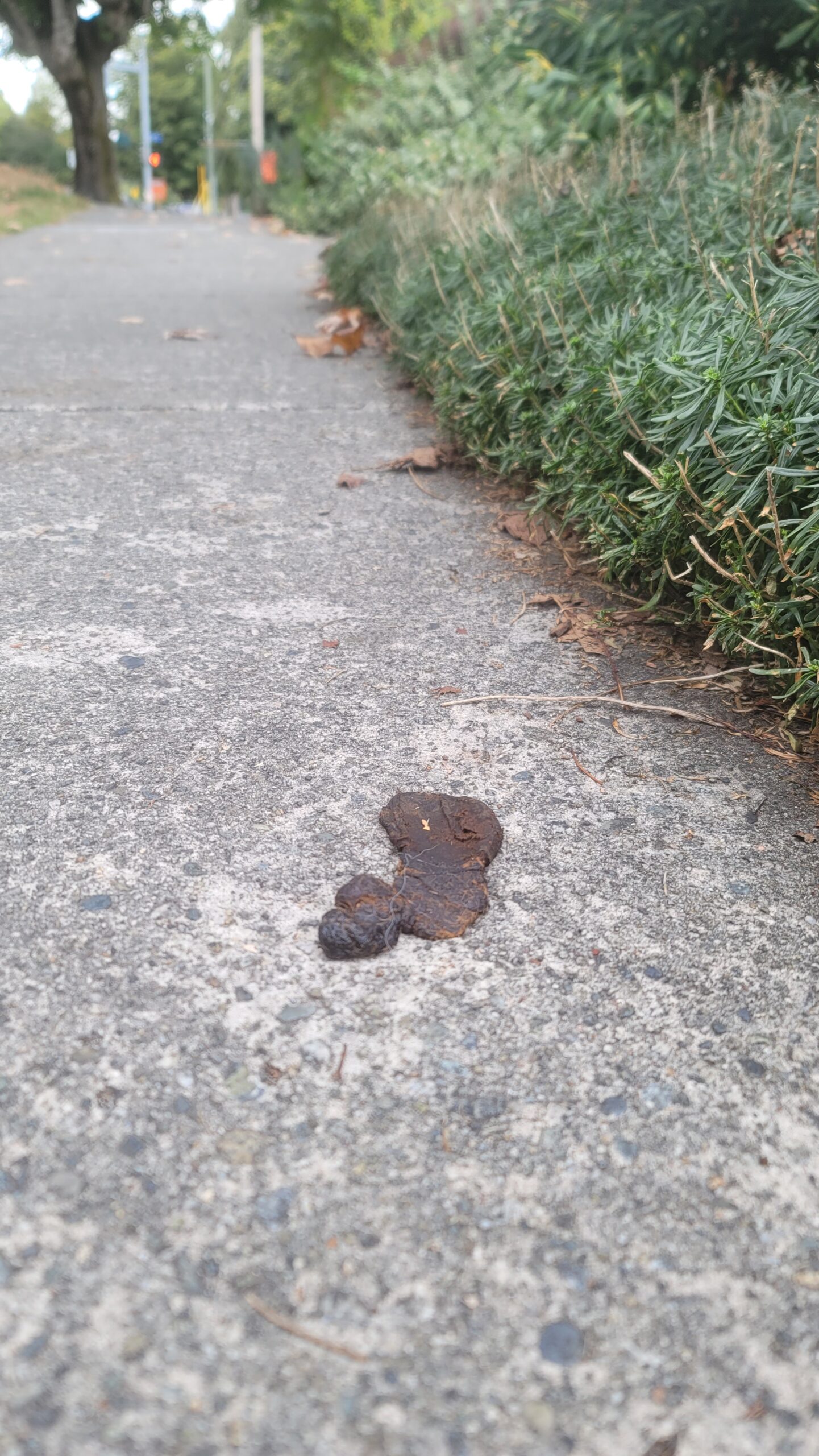 A flattened dog turd with a hair on it, smushed into the sidewalk.