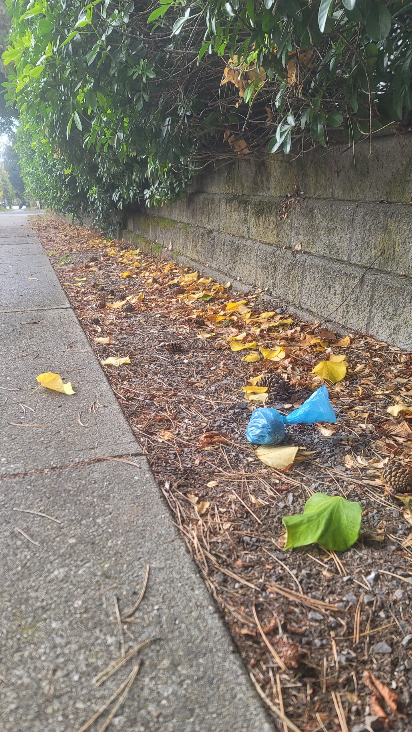 A filled blue turd-baggie sits forlorn in the gravel, waiting on an owner who's never coming back.