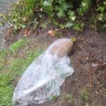A discarded bagged-up dog-loaf adorns the grass at the border of a flower bed.