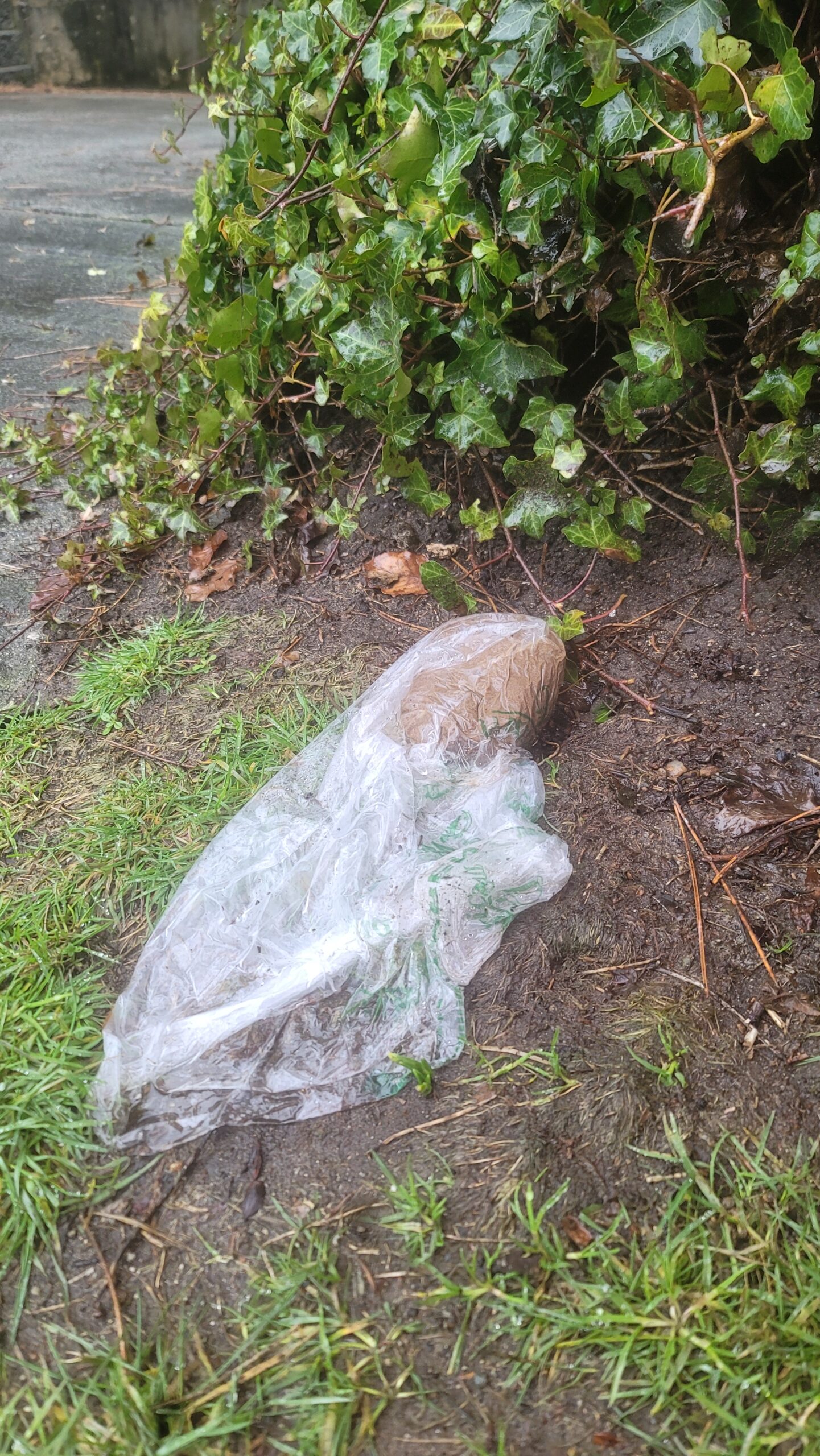 A discarded bagged-up dog-loaf adorns the grass at the border of a flower bed.