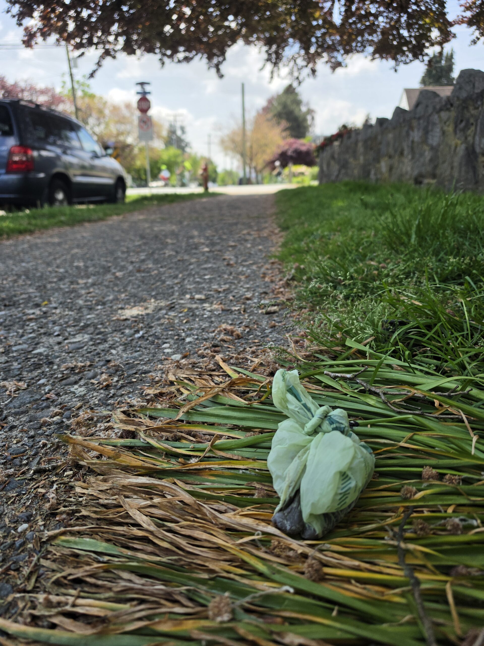 A green turd-baggie hides on the sidewalk, nestled on a patch of grass folded in from the side.