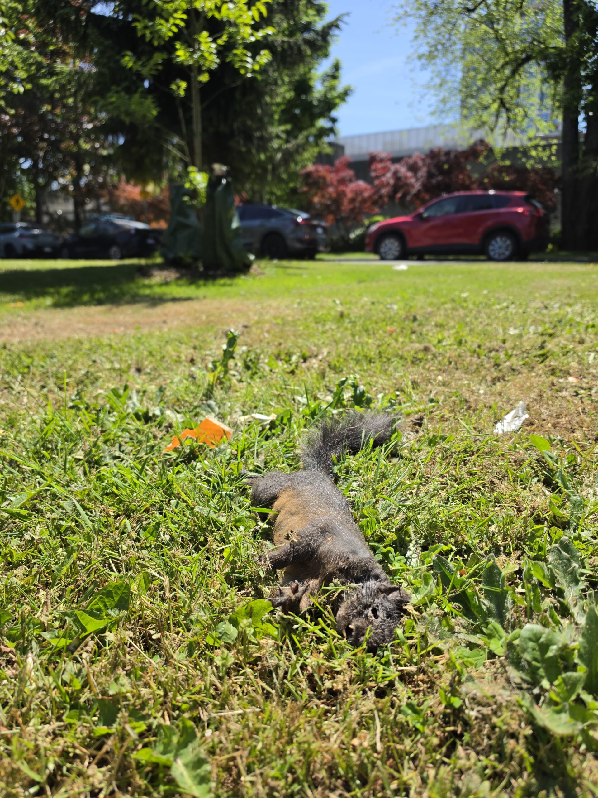 A squirrel naps peaceably in the median along 2nd Street.