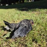 A dead crow rests nonchalantly on the grass, amid plant detritus and associated twiggery.
