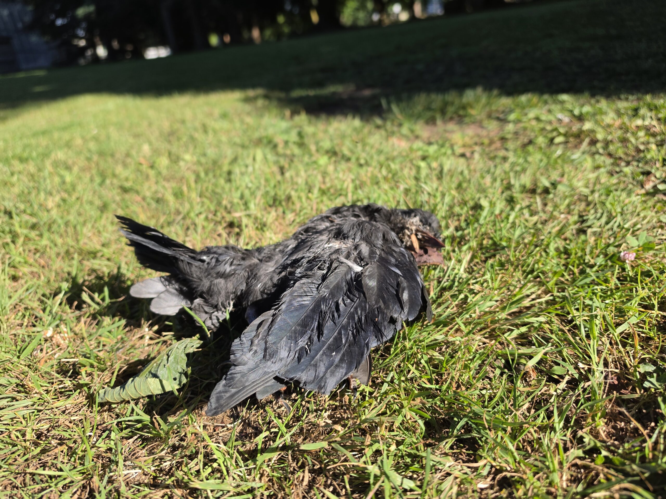 A dead crow rests nonchalantly on the grass, amid plant detritus and associated twiggery.