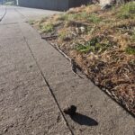 A peanut-shaped turd casts a late-day shadow on a parched sidewalk.