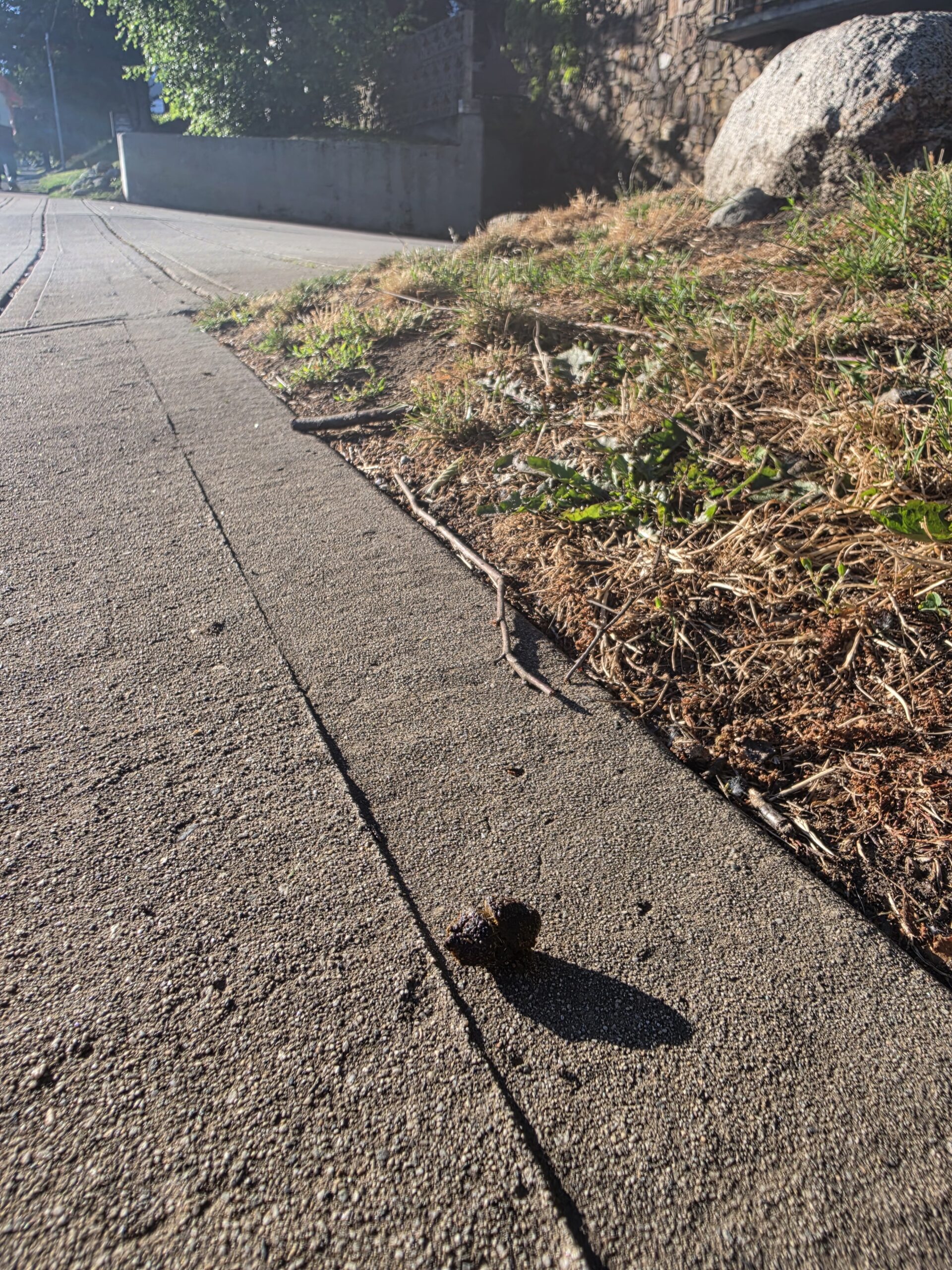 A peanut-shaped turd casts a late-day shadow on a parched sidewalk.