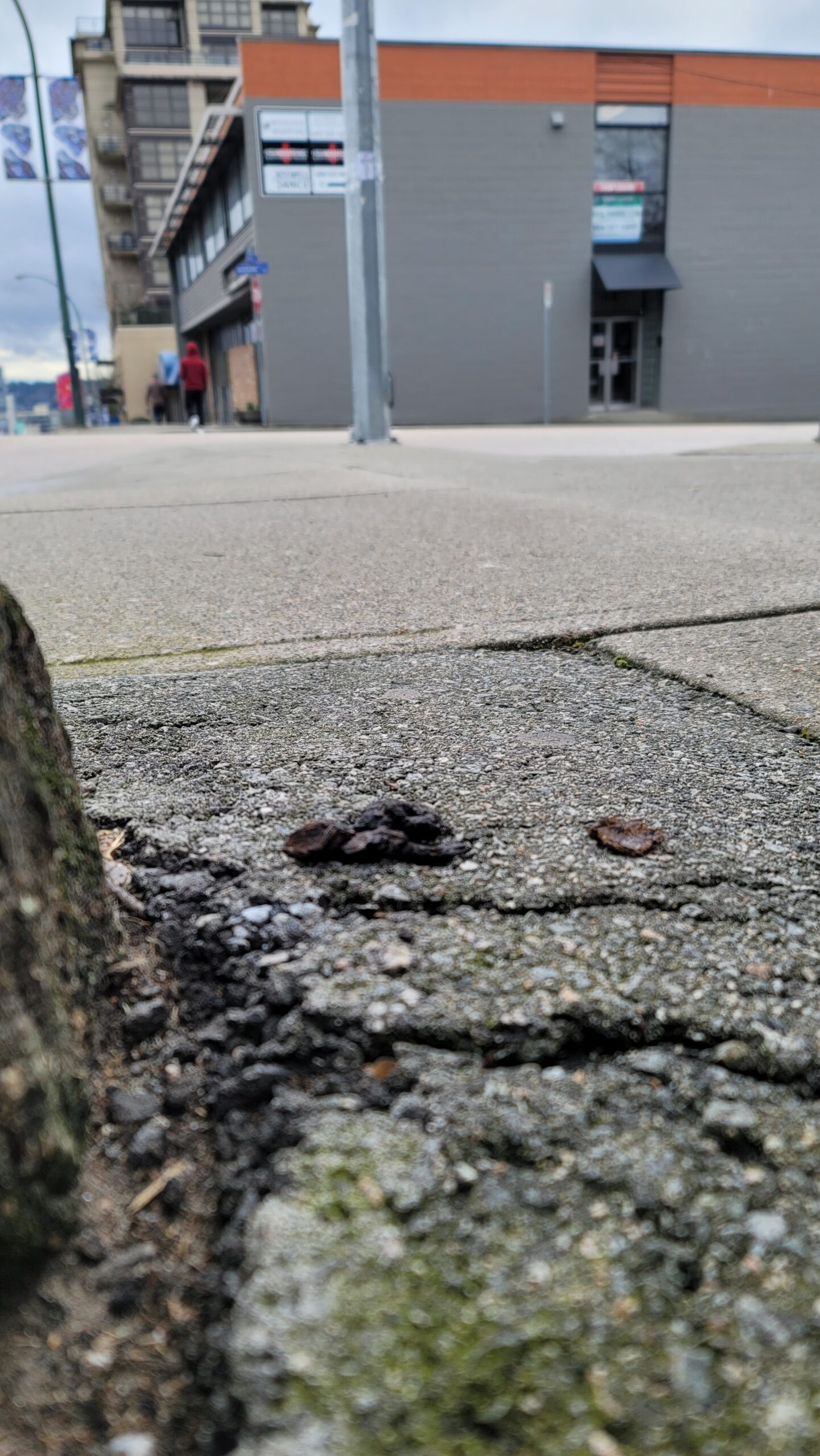 A pile of poop-pennies rests on the cracked sidewalk outside a bar in New Westminster.