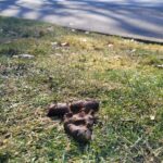 A cakelike dog turd with a large paw shape imprinted upon it, resting on the median of a New Westminster residential street.
