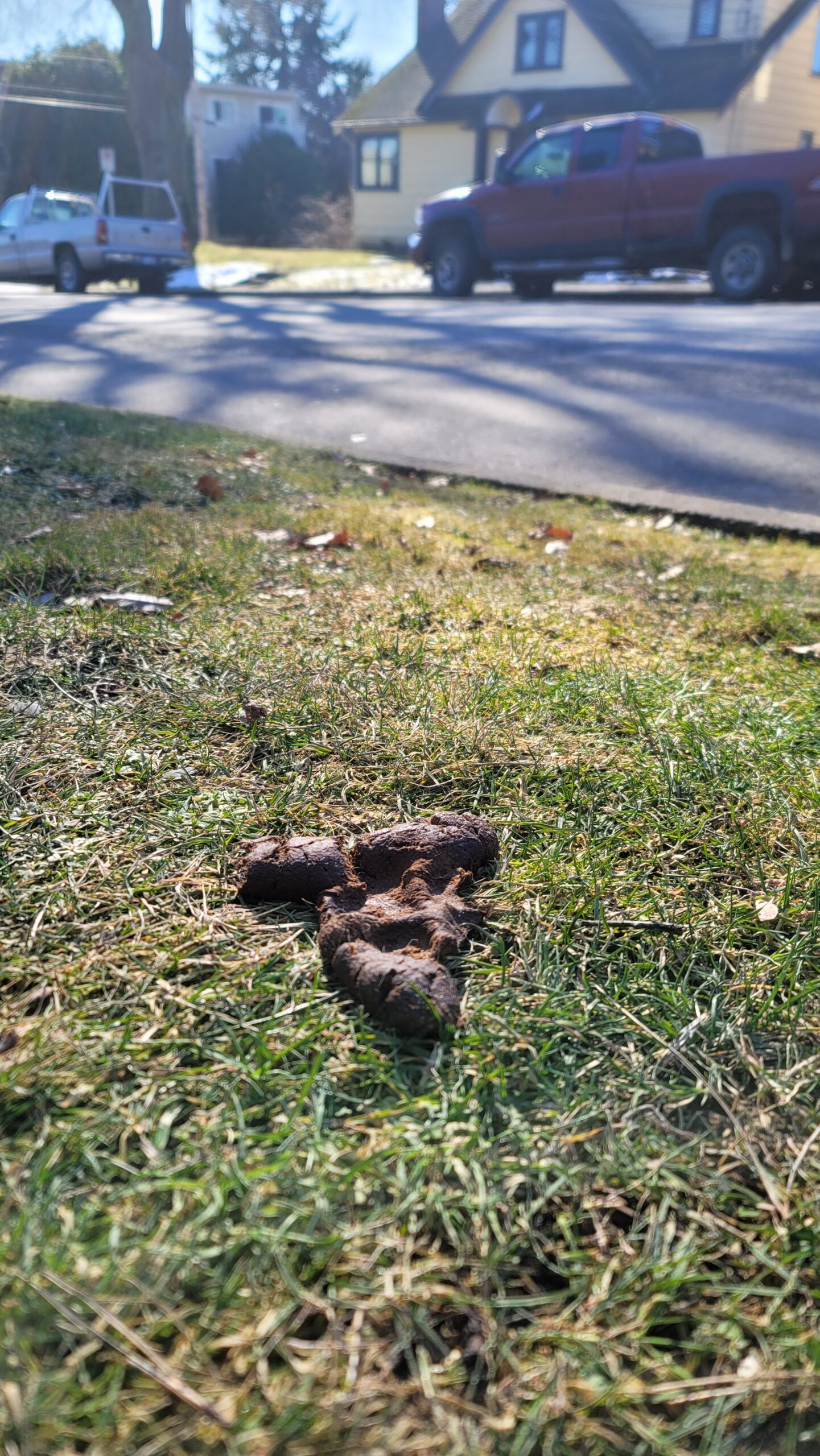 A cakelike dog turd with a large paw shape imprinted upon it, resting on the median of a New Westminster residential street.