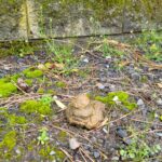 A slimy green-tinged pile of dog-turd rests in a median area just off a New Westminster sidewalk.