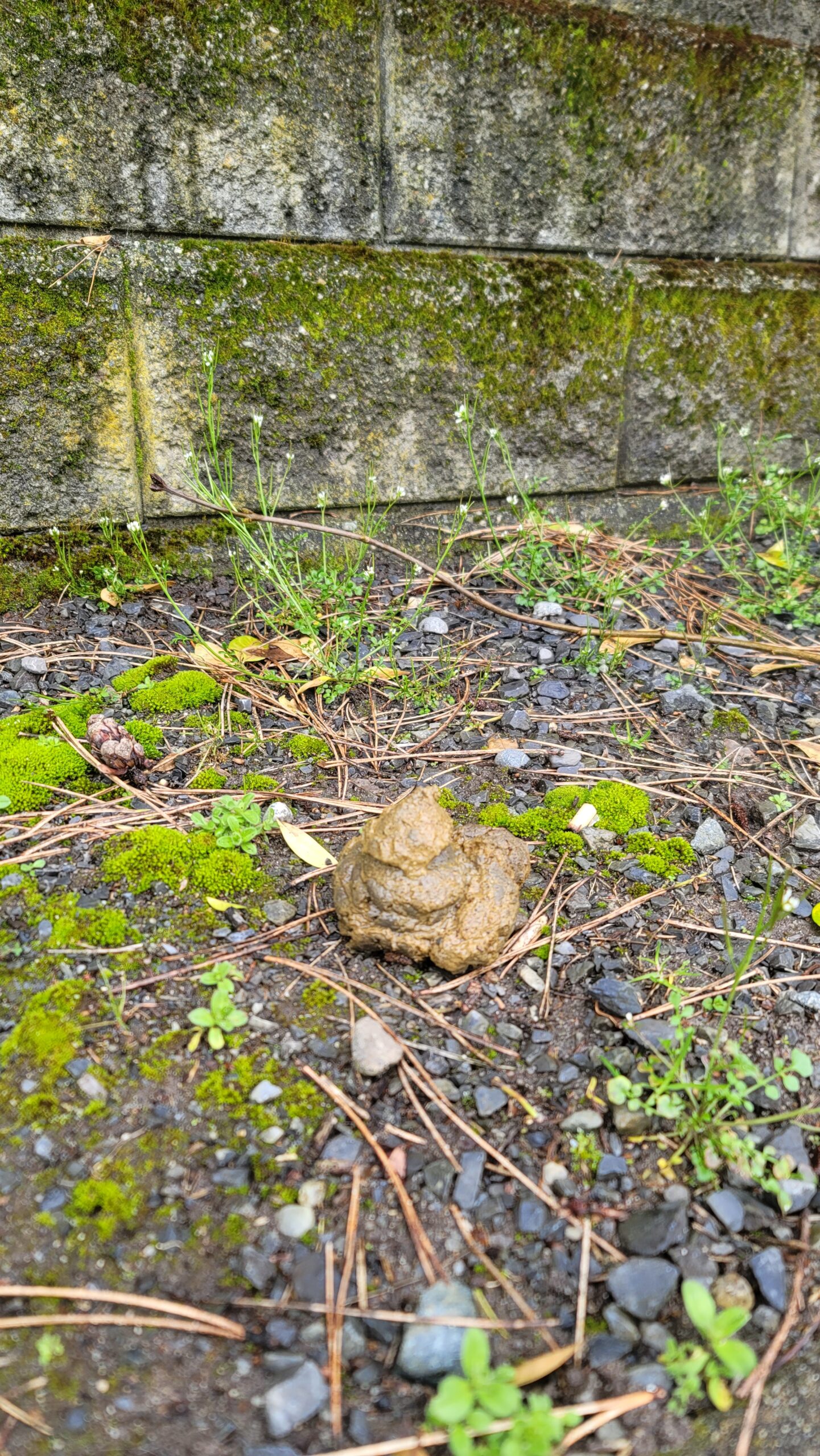 A slimy green-tinged pile of dog-turd rests in a median area just off a New Westminster sidewalk.