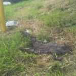 A mummified squirrel lies parches on a patch of grass near some discarded product packaging.