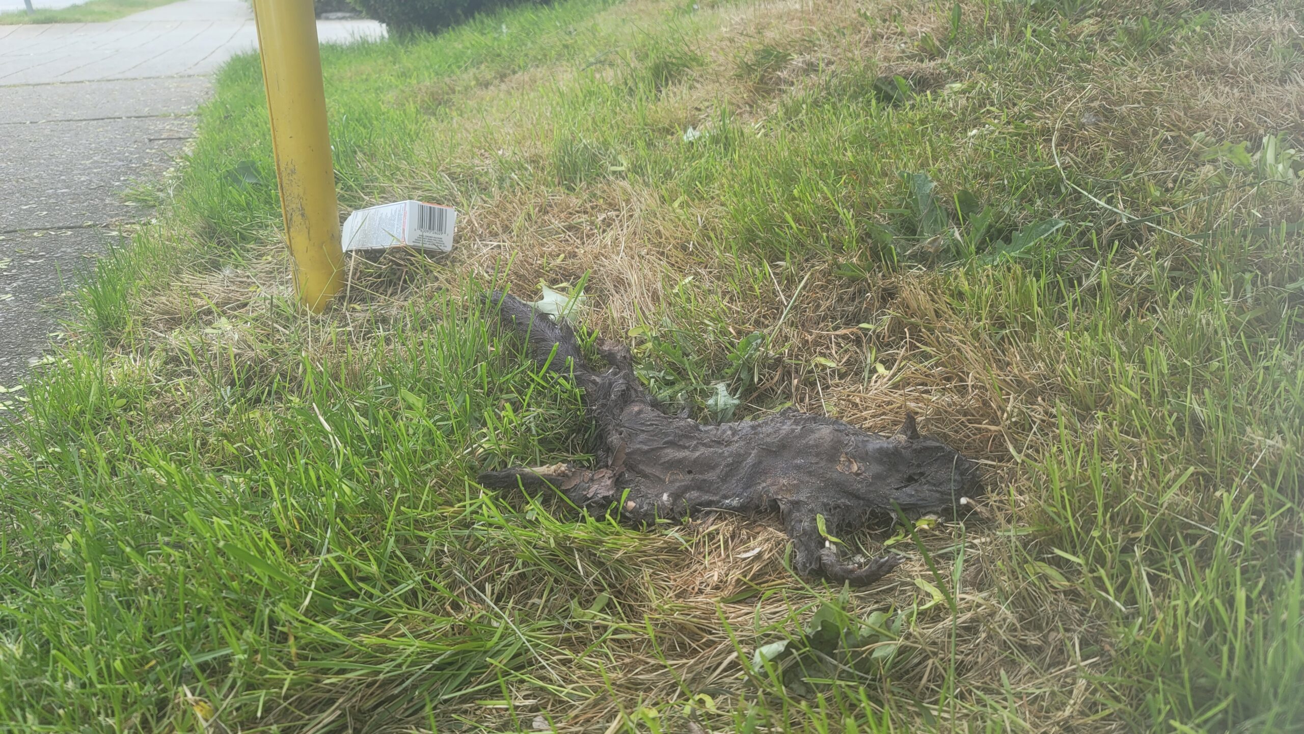 A mummified squirrel lies parches on a patch of grass near some discarded product packaging.