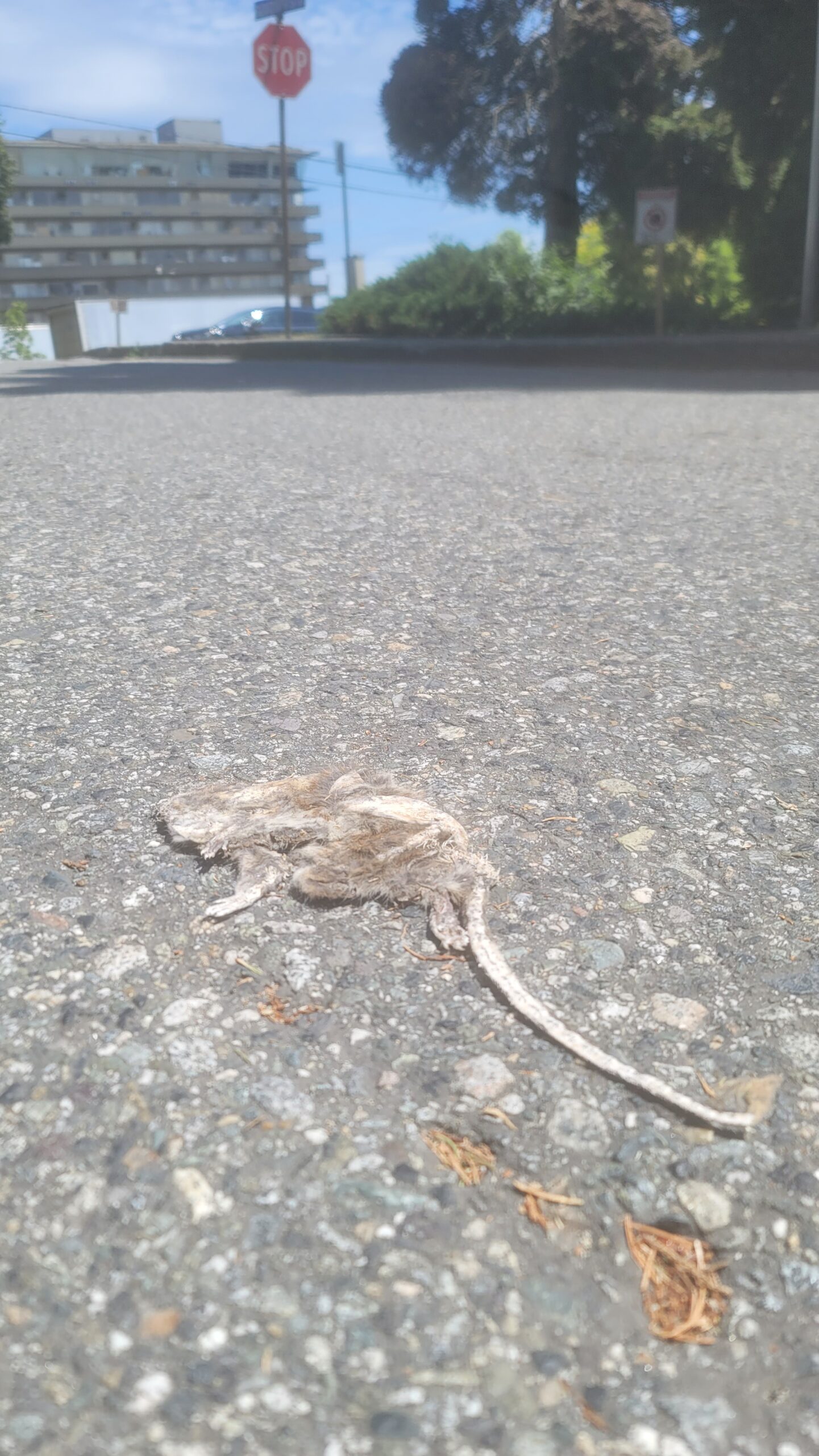 A flattened rat carcass rests in the street just off the sidewalk while a lonely stop sign looks on.
