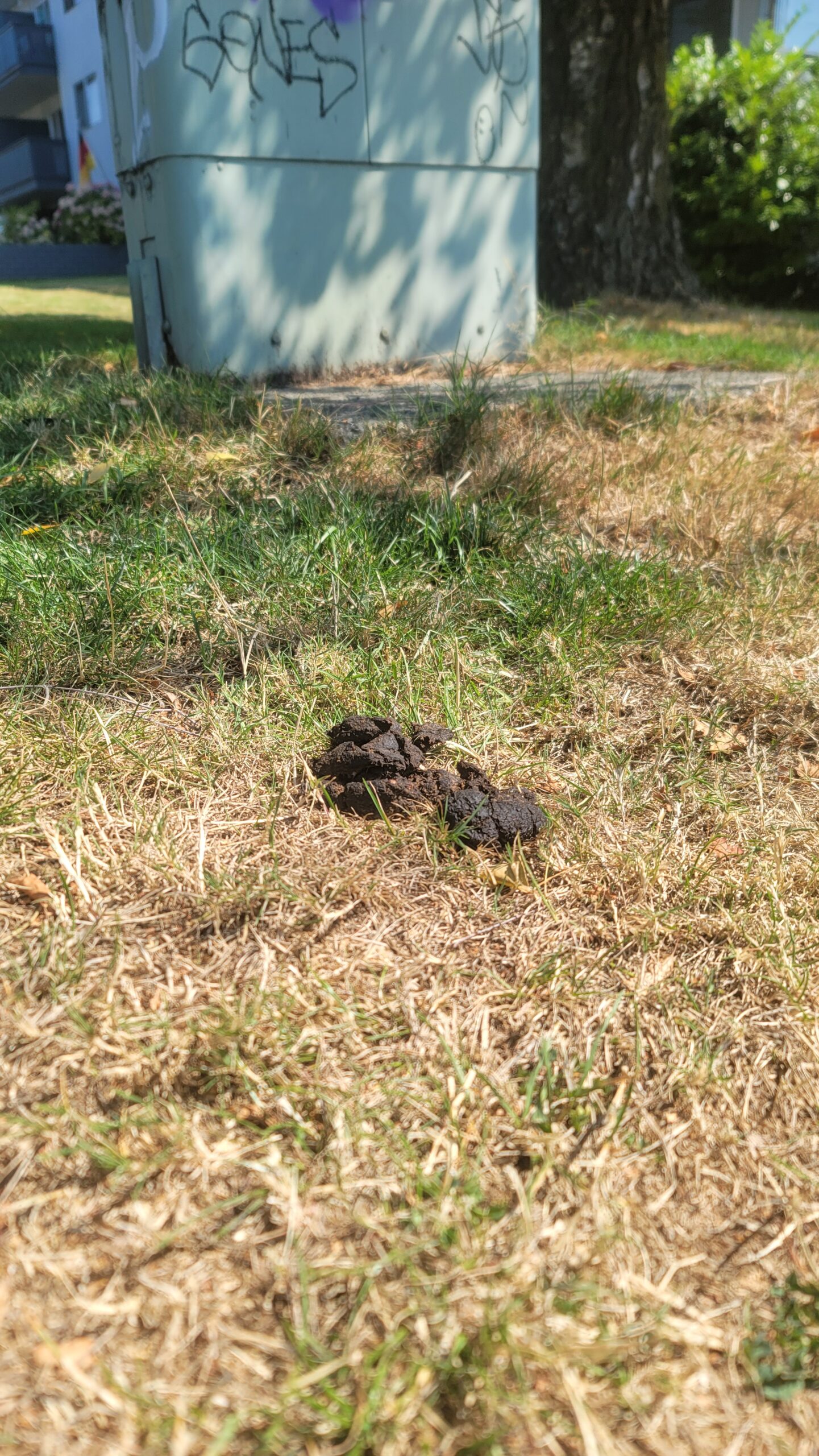 A peanut-adorned turd pile rests on the grass in front of a New Westminster low-rise apartment building utility box.