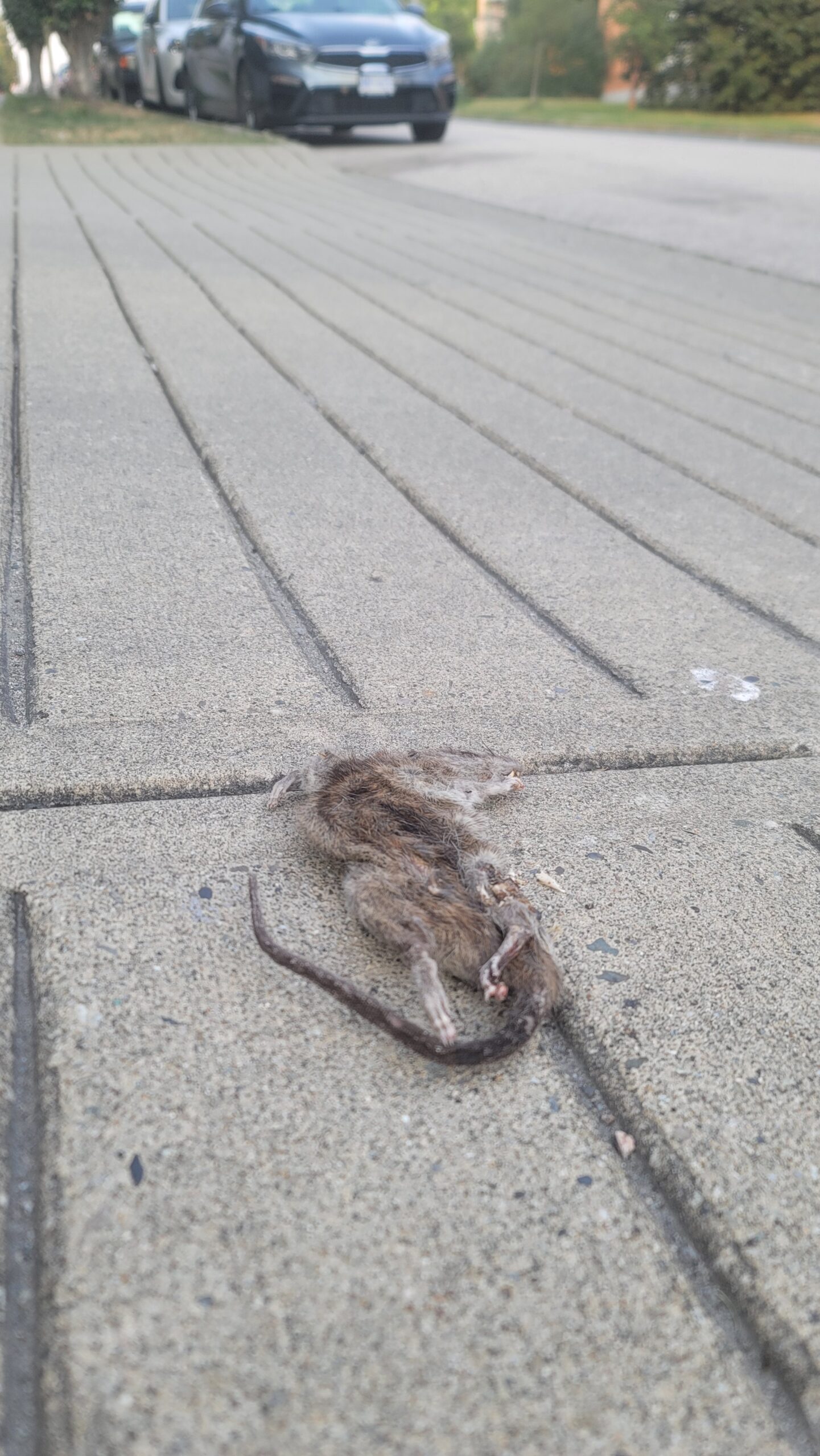 A dessicated rodent throws a dramatic tantrum, wedged on a busy New Westminster sidewalk.