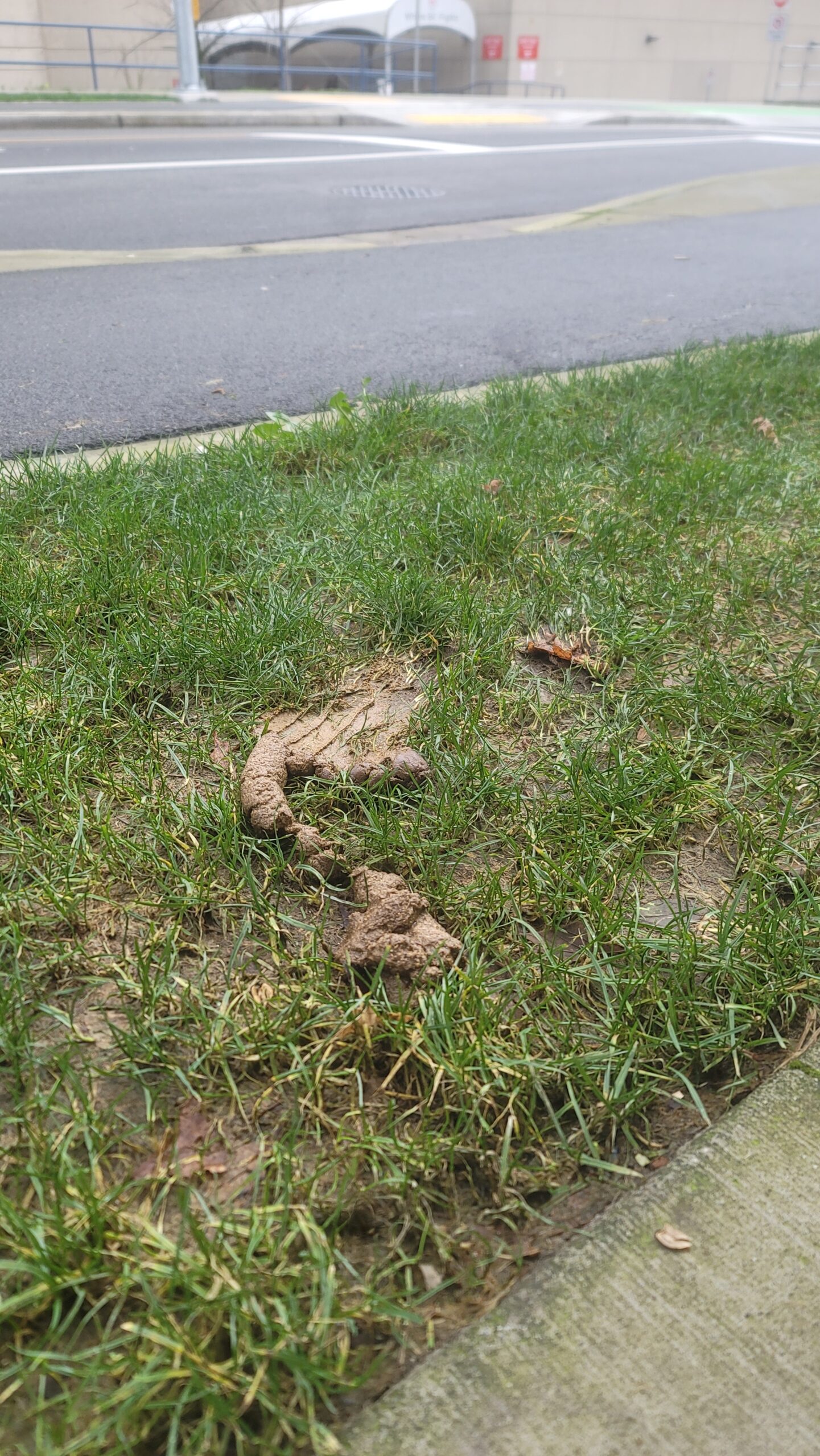 A squished-down loamy turd sits upon a median, staring across the road at a New Westminster hospital.