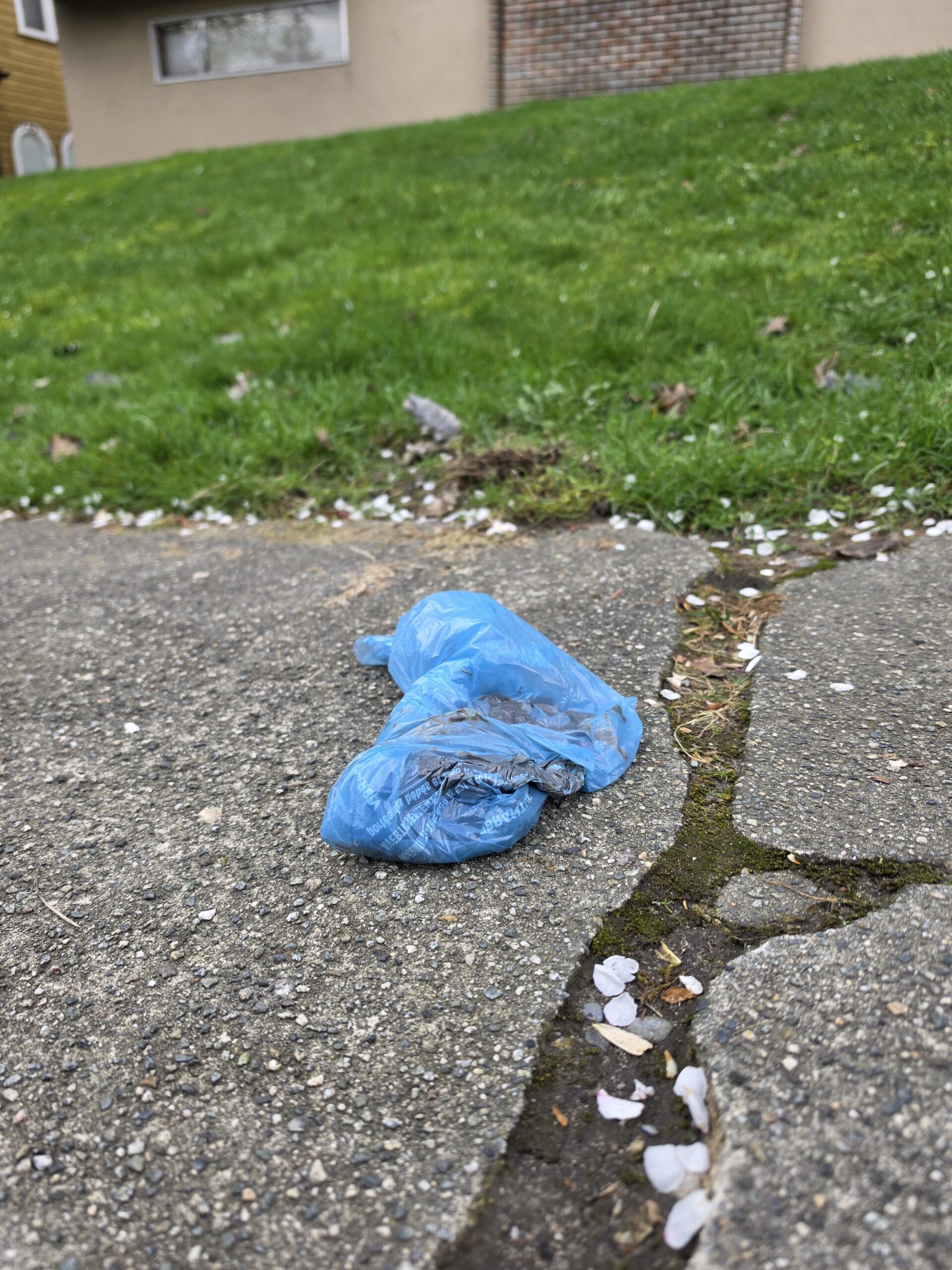 A discarded blue turd-bag rests upon the cracked sidewalk in front of a New Westminster low-rise.
