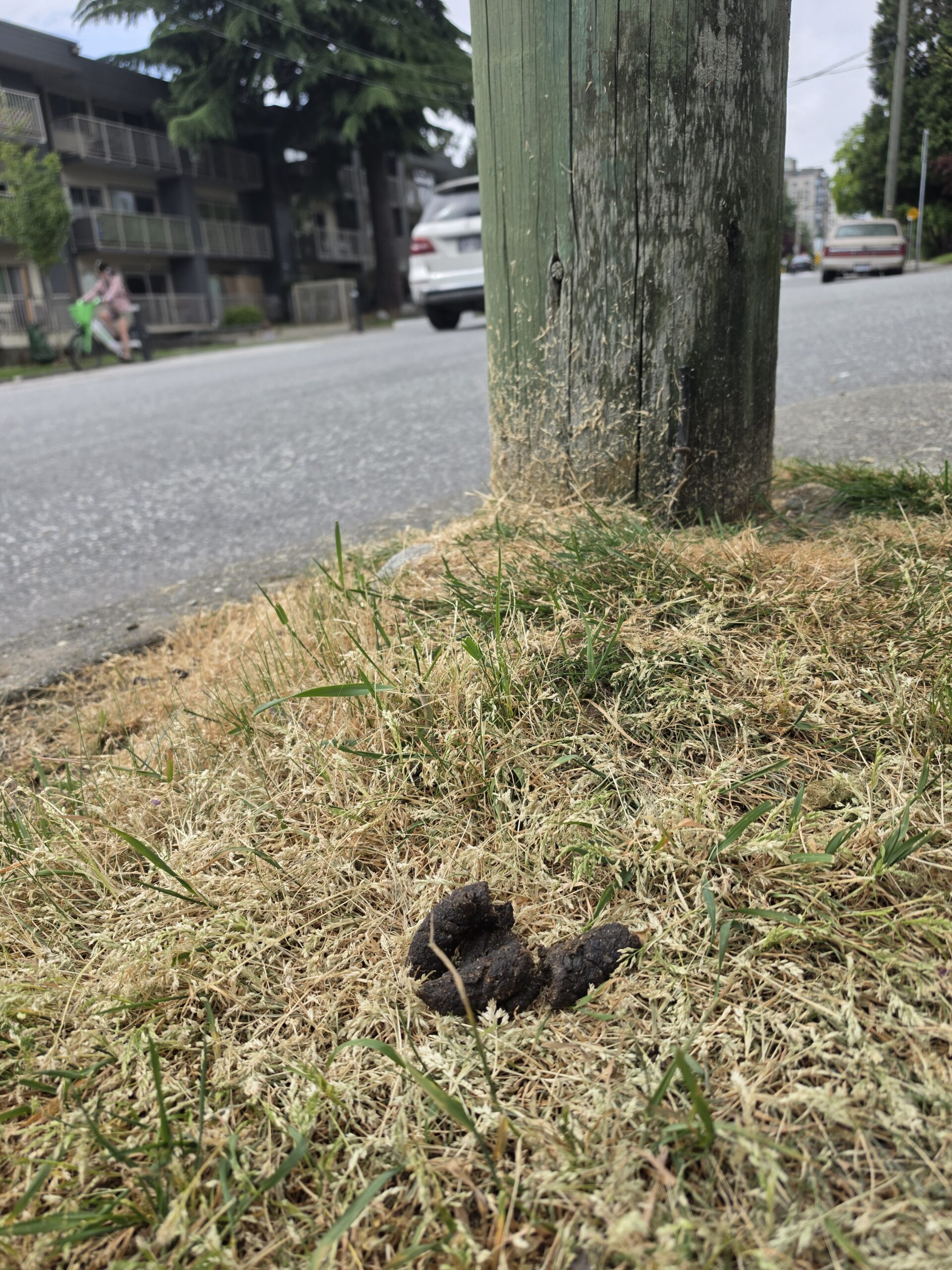 A set of crunchy dog-nuggets lie dessicated in the brown grass near a New Westminster telephone pole.