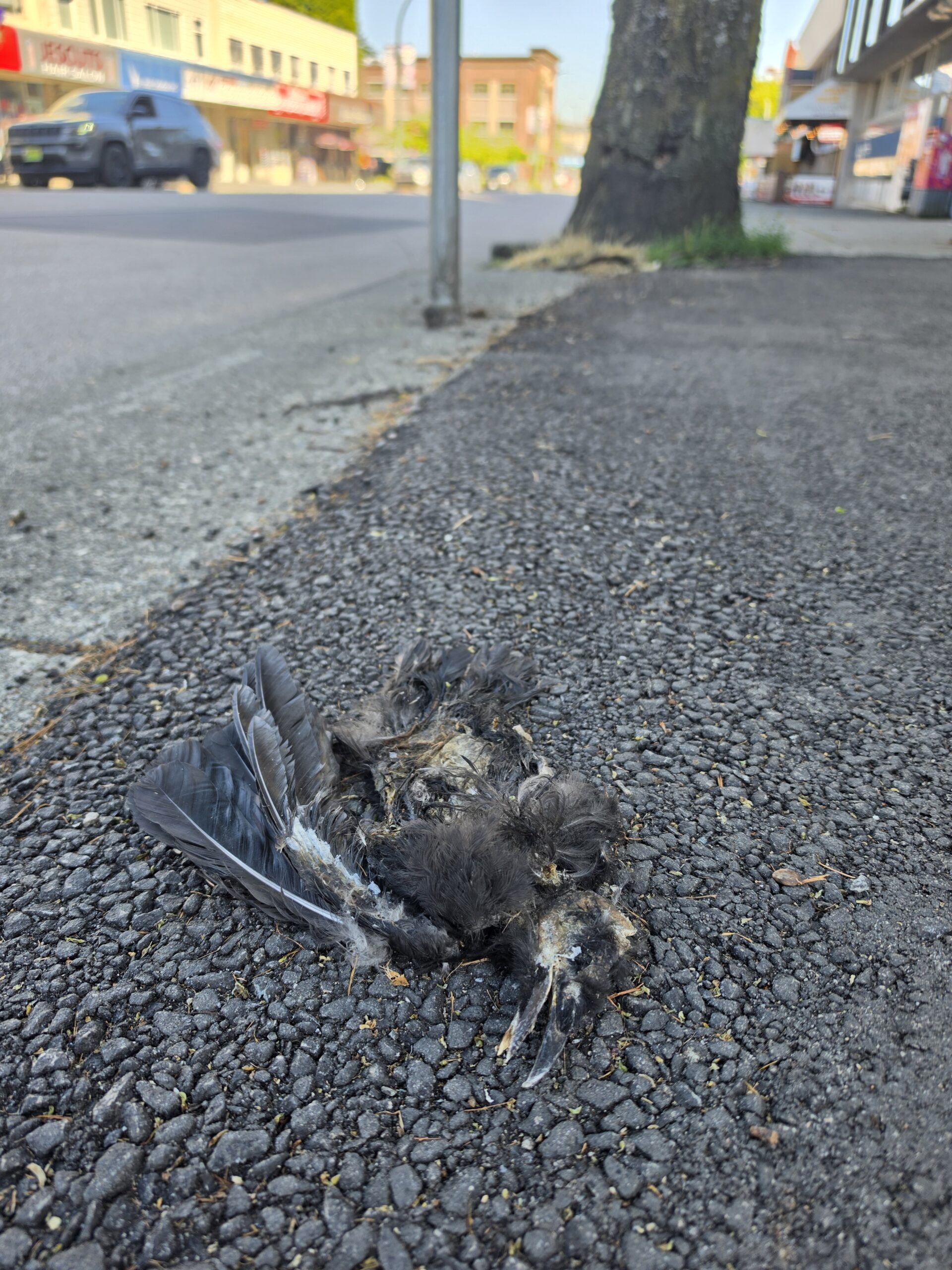 A crow rests serenely on a New Westminster sidewalk, having slept through the first rays of dawn.