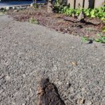 A flattened dog turd lies crusty and forgotten on the sidewalk off a busy New Westminster street.