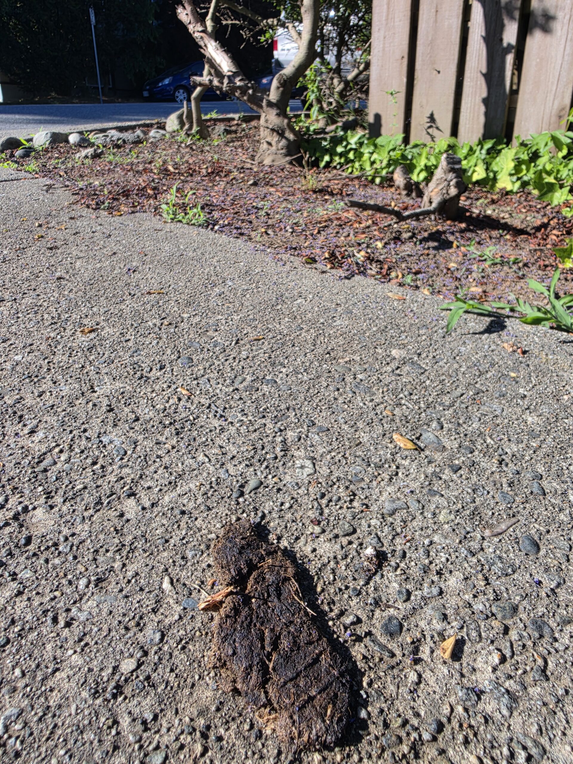 A flattened dog turd lies crusty and forgotten on the sidewalk off a busy New Westminster street.