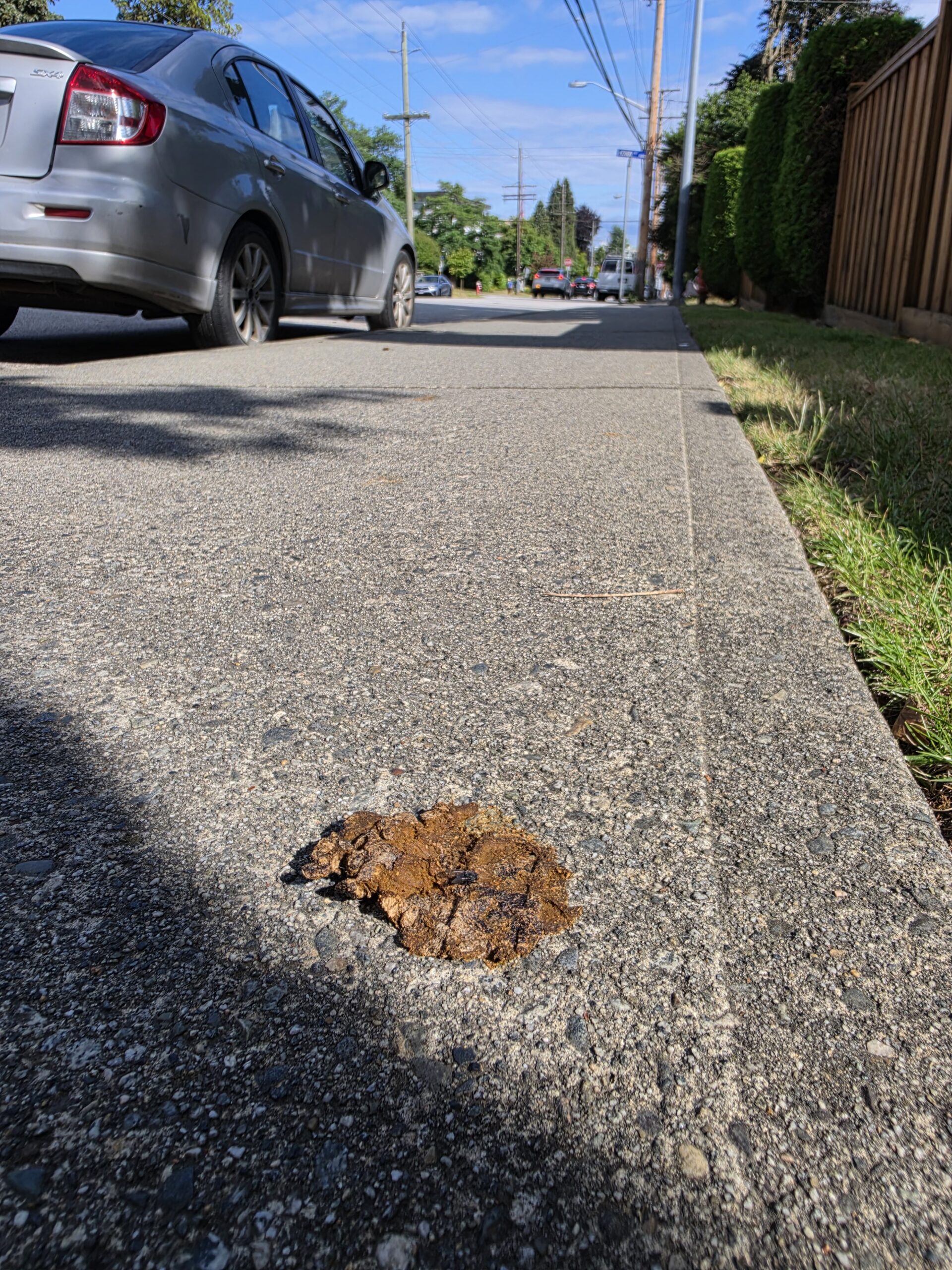 A trod-upon dog-turd lies in the middle of a New Westminster sidewalk on a sunny summer day.