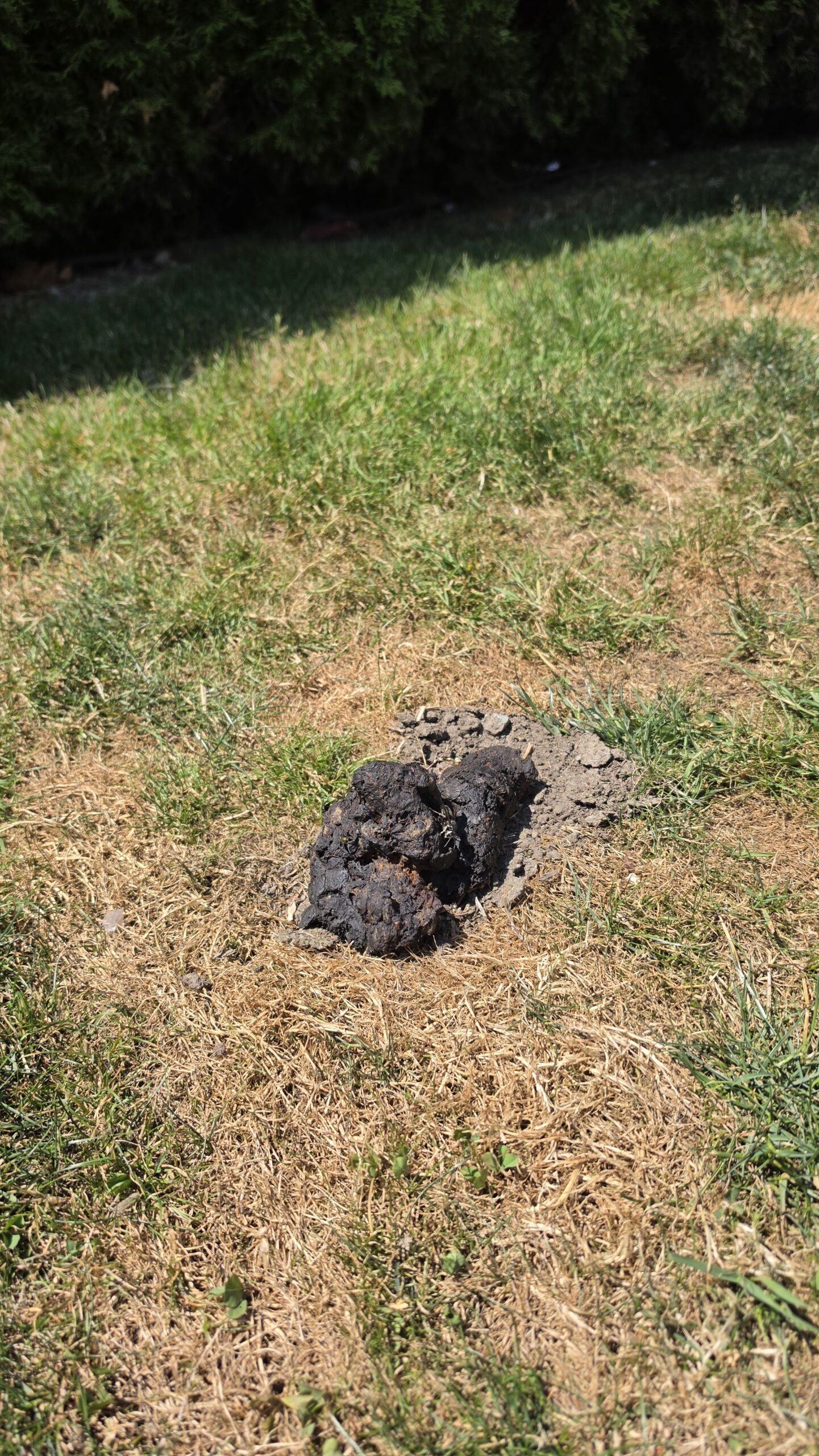 A gnarled and dessicated turd-pile rests on a patch of brown grass off a New Westminster sidewalk, while a bald-faced hornet uses it as a throne.